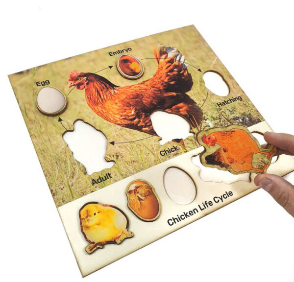 Chicken lifecycle Puzzle