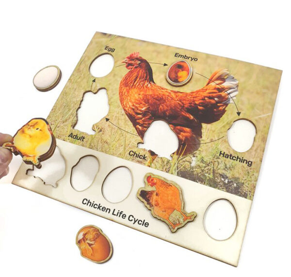 Chicken lifecycle Puzzle