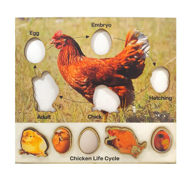 Chicken lifecycle Puzzle